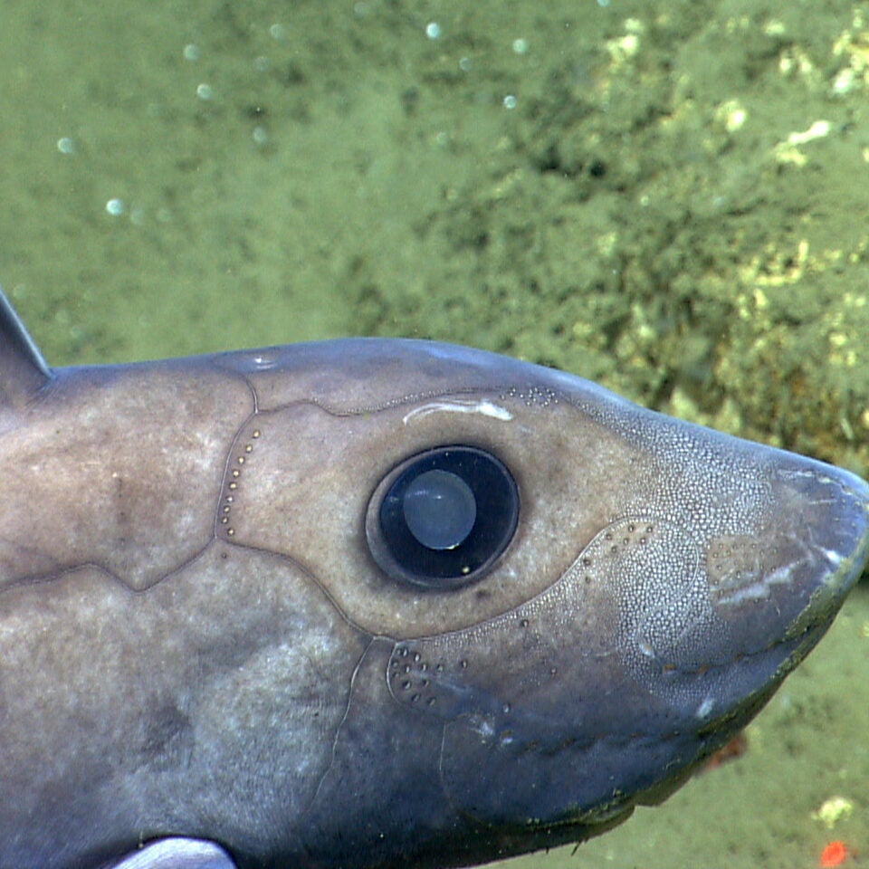A side view of a blueish-purple fish with a huge eye and large pupil and large fine on its back. Its skin has lines that look similar to armor plating.