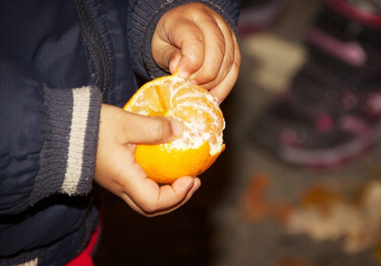 Child peeling a clementine: children often experience greater exposure to chlorpyrifos because they drink more water and juice for their weight, relative to adults, and frequently put their hands in their mouths.