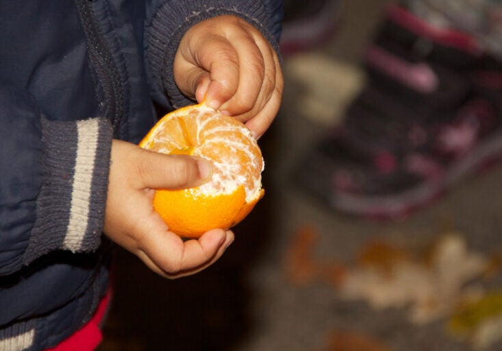 A small toddler stands outside in a blue winter coat, holding a clementine orange in one hand while carefully peeling it with the other.