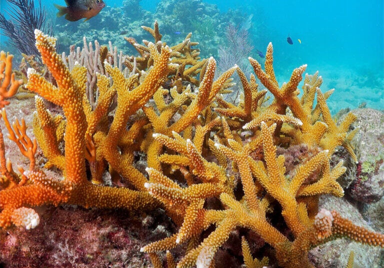 Orange coral, looking like a tree branch, growing in blue water with fish swimming nearby.