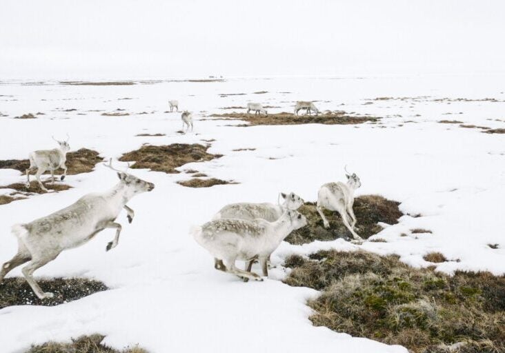 Photos of Caribou taken in the Western Arctic in and around the Teshekpuk Lake area for Earthjustice. (Kiliii Yuyan for Earthjustice)