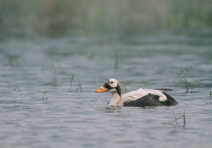 Photos of migratory birds around the Lake Teshekpuk area in the Western Arctic (Kiliii Yuyan for Earthjustice)