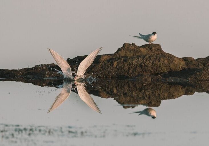 Photos of migratory birds around the Lake Teshekpuk area in the Western Arctic (Kiliii Yuyan for Earthjustice)  