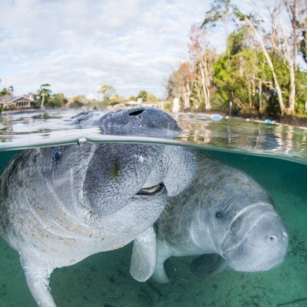 Florida manatees (Trichechus manatus latirostris) at Crystal River, Florida.