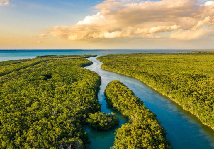 Water flows beside lush greenery in the wetlands of the Everglades National Park.