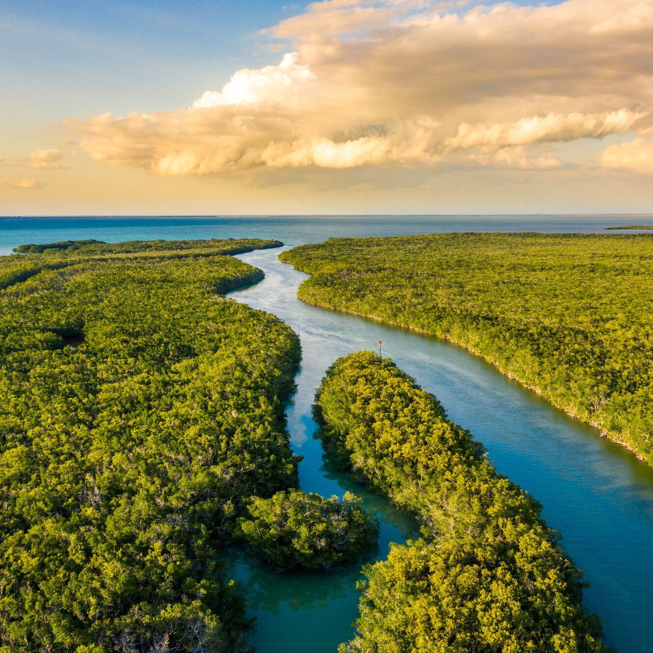 Water flows beside lush greenery in the wetlands of the Everglades National Park.