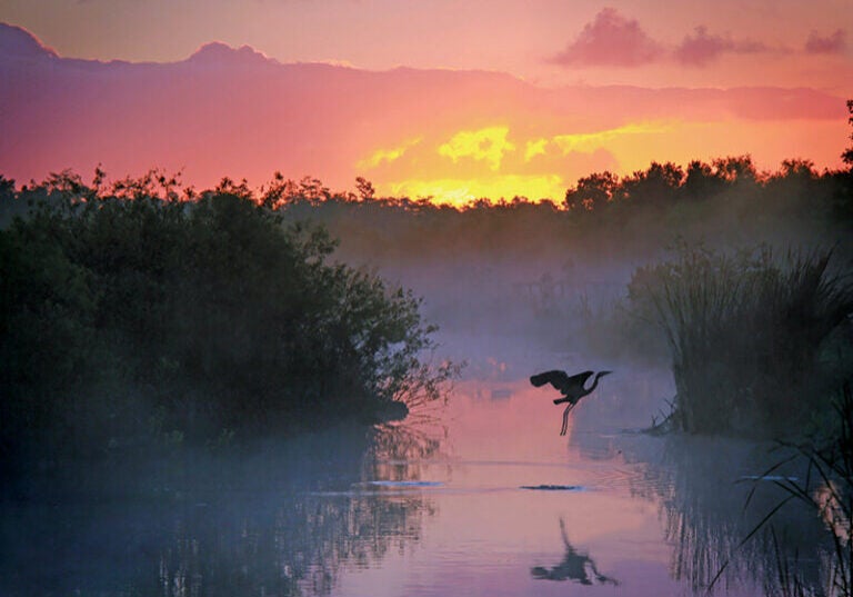 Everglades National Park is one of America’s great places. The vast South Florida marsh is the largest continuous stand of sawgrass prairie left in North America and is the continent’s most significant tropical bird breeding ground.