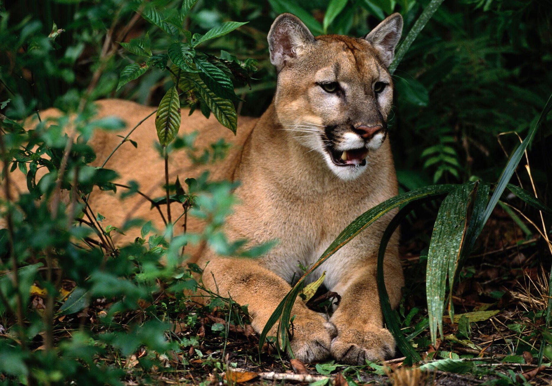 Florida panther (Felis concolor coryi) resting on ground, Florida. Other common name: Florida cougar. They are highly endangered due to habitat loss.Formerly found throughout the American south-east, are now restricted to the dense sub-tropical forests and swamps of south-west Florida.