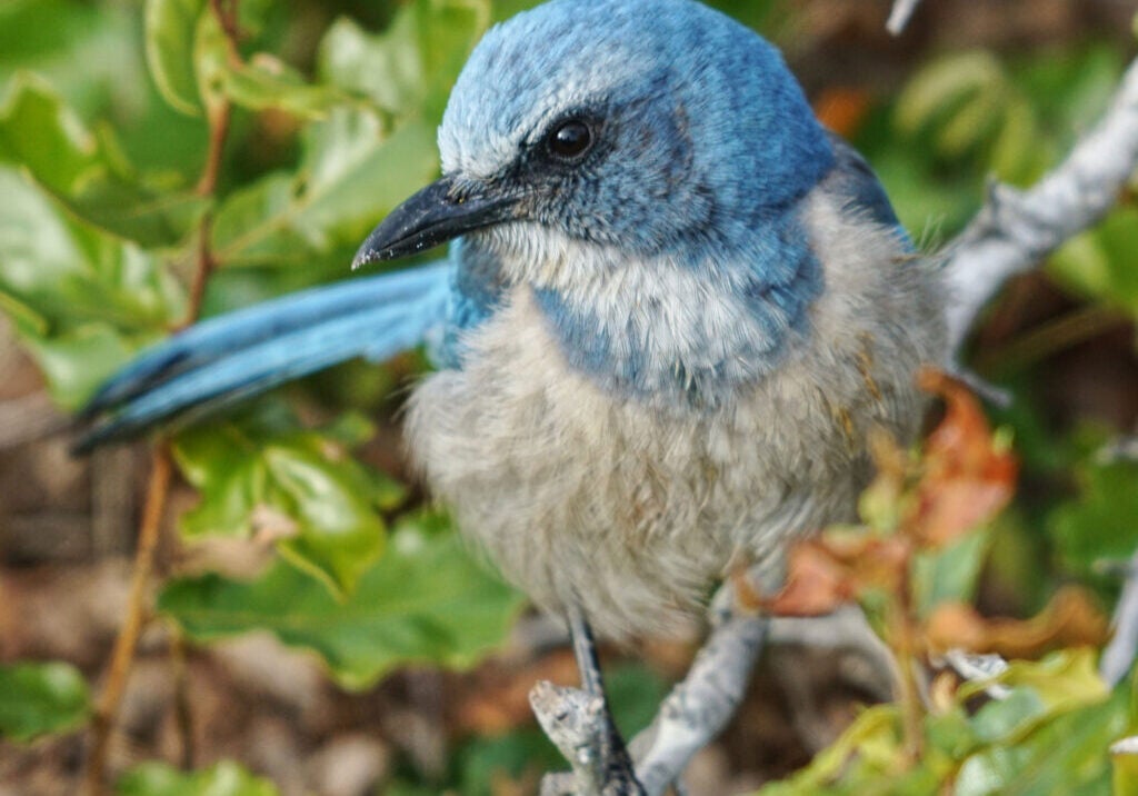 A Florida Scrub-Jay stands on a branch in foliage.