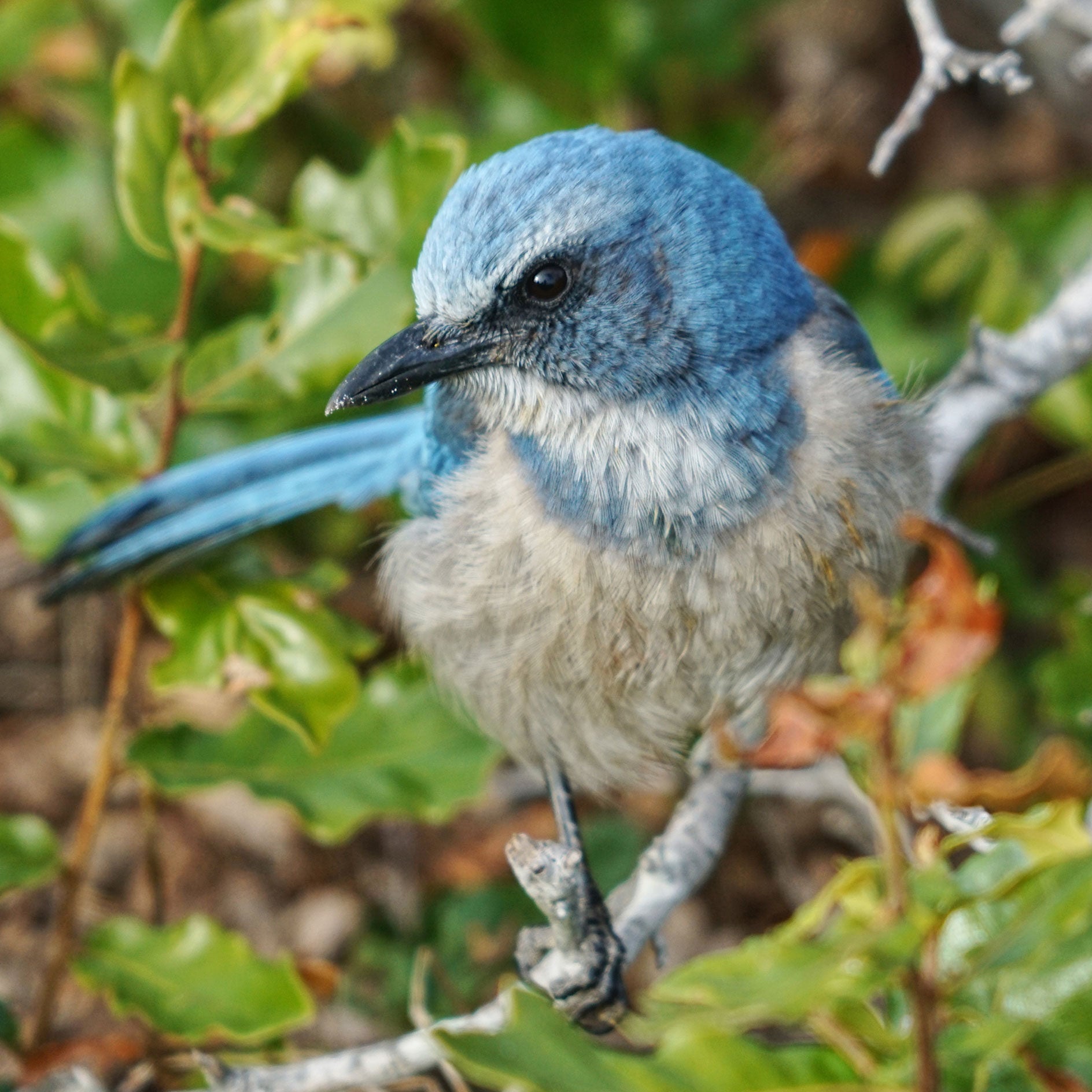 A Florida Scrub-Jay stands on a branch in foliage.