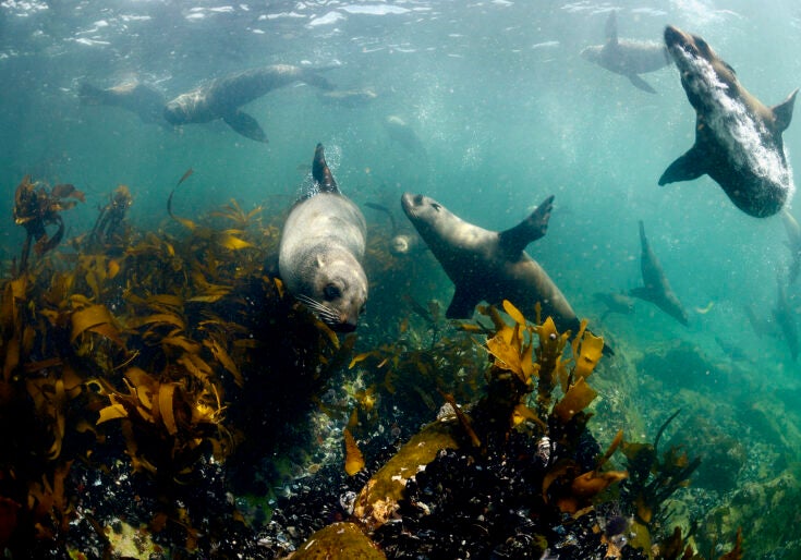A dozen or more seals swim underwater around a bed of vegetation, just below the surface