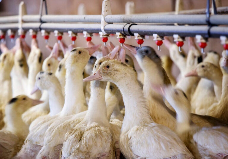 Many ducks are next to each other in an industrial farm setting with a row of drinking water dispensers above them.