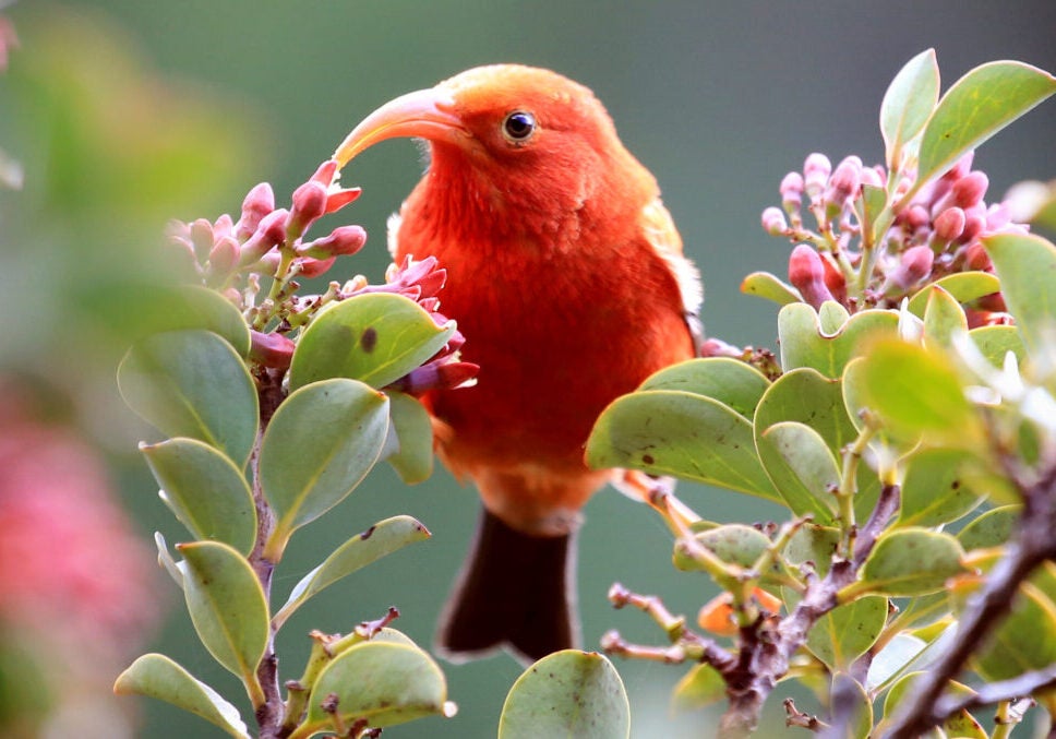 A small red bird with a long curved beak stands in a tree with small flower buds.