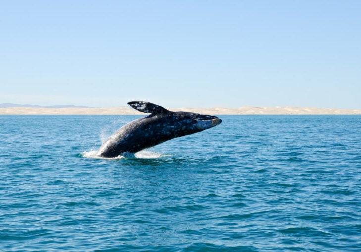 A breaching gray whale off the coast of Baja California Sur, Mexico.