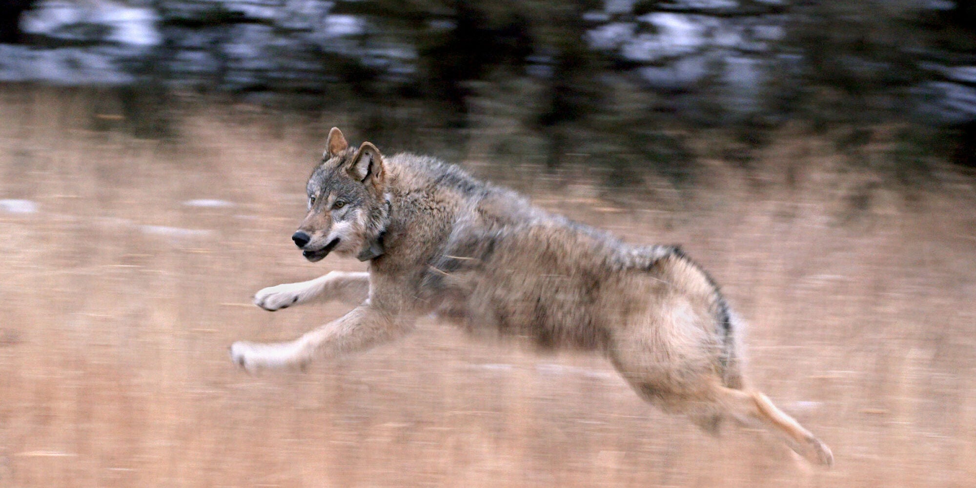 A gray wolf in motion with front legs extended forward and back legs extended backwards. In a field of tall dry grass.
