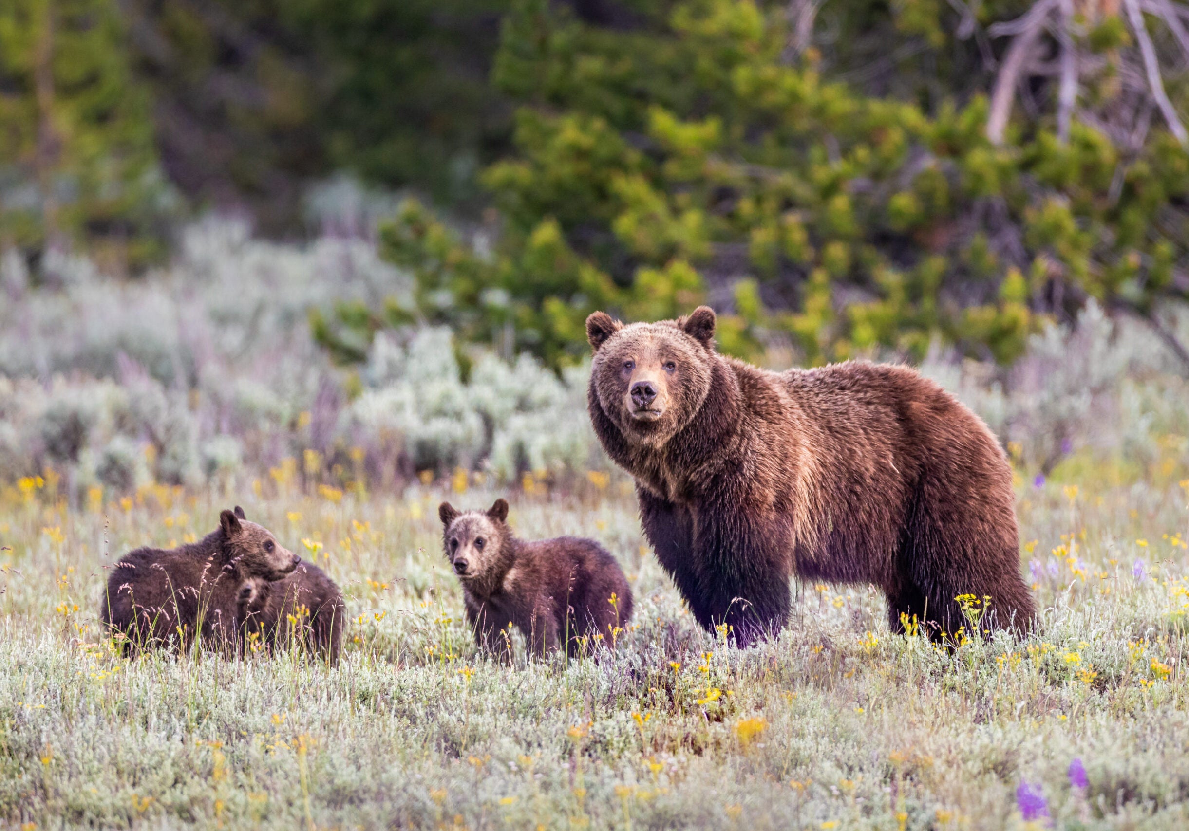 Three grizzly bear cubs and a grizzly bear mother in a field.