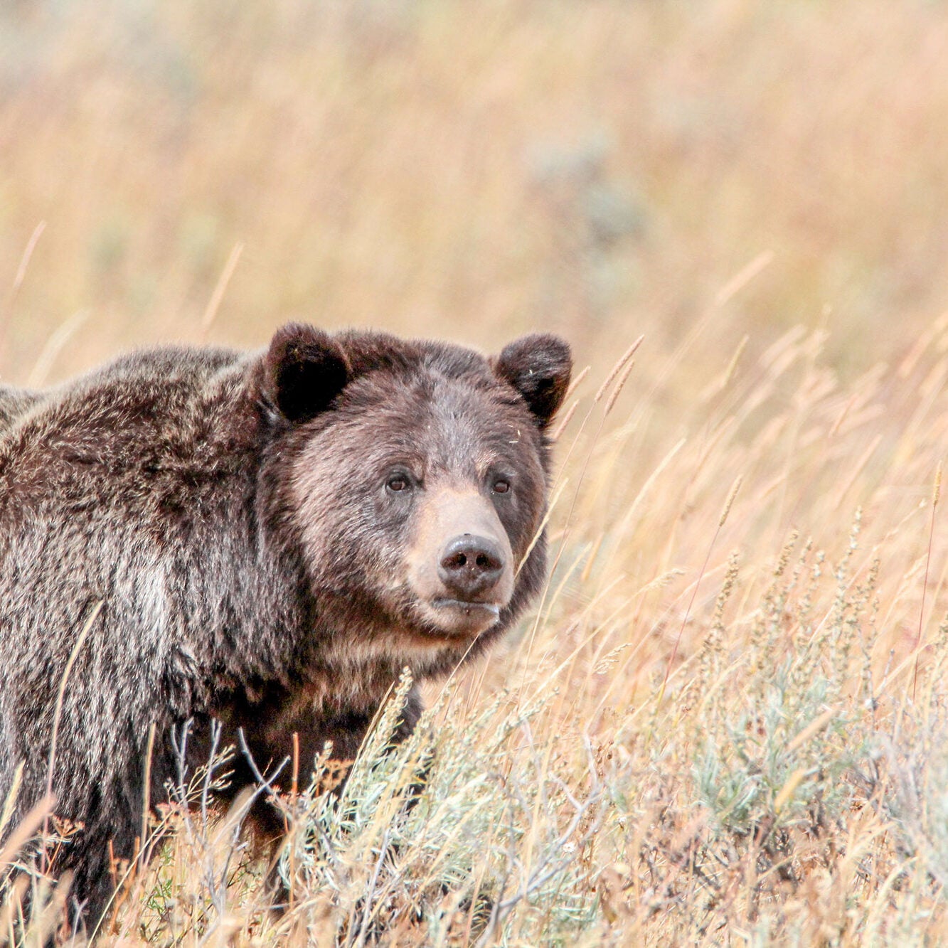 Grizzly bear near Wapiti Lake Trail in Yellowstone National Park.