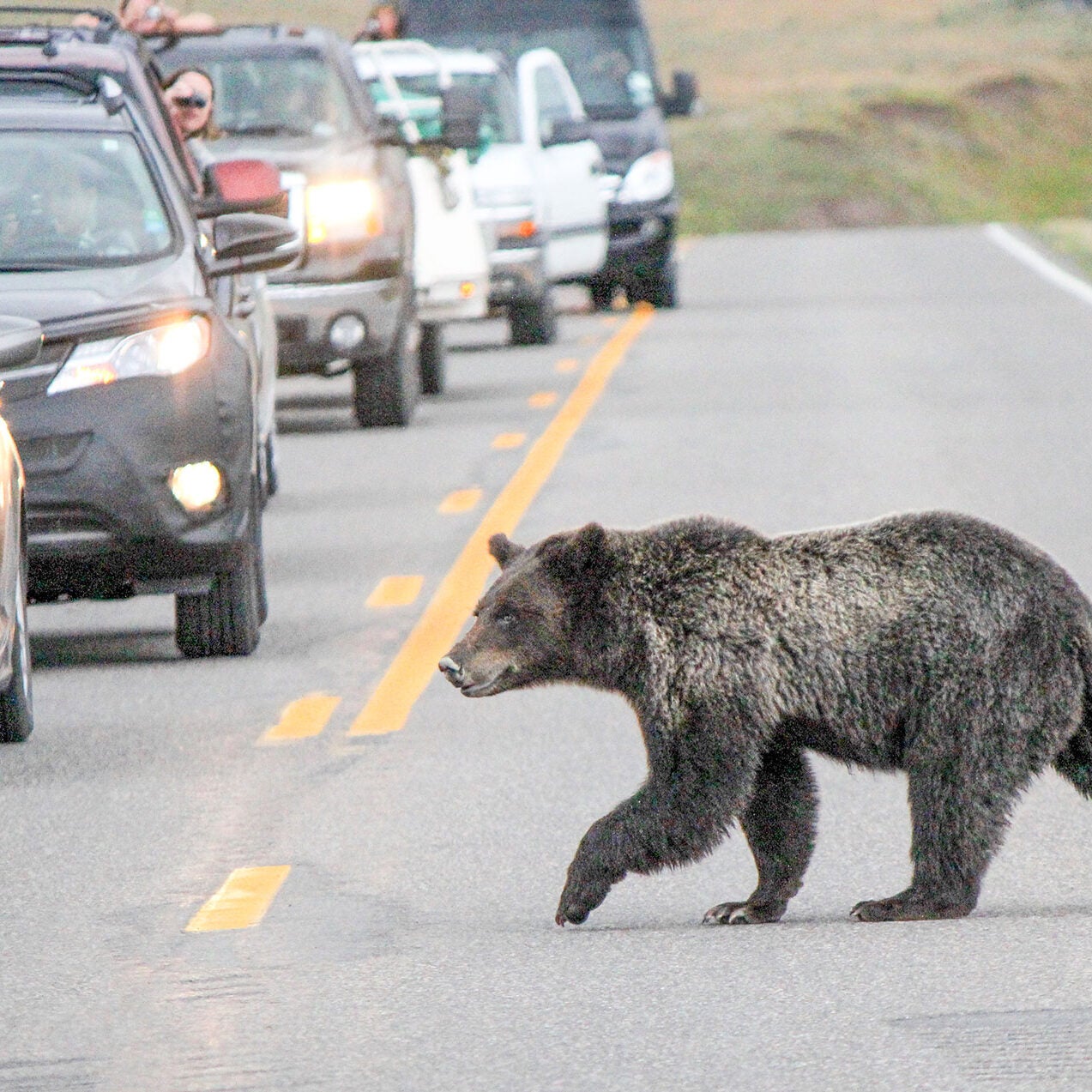 Grizzly bear crossing road in Hayden Valley in Yellowstone National Park.