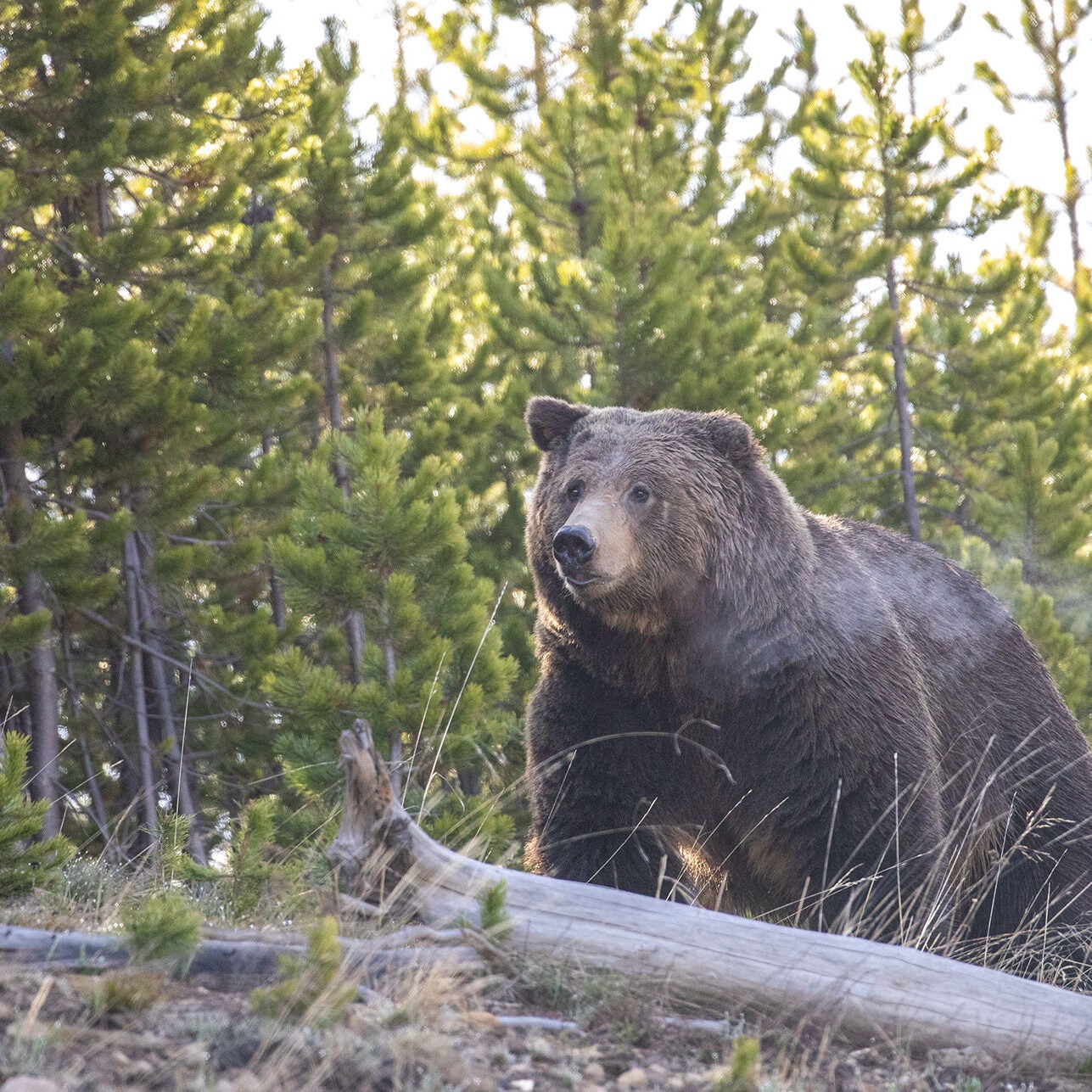 Grizzly bear in Yellowstone National Park, May 19, 2020.