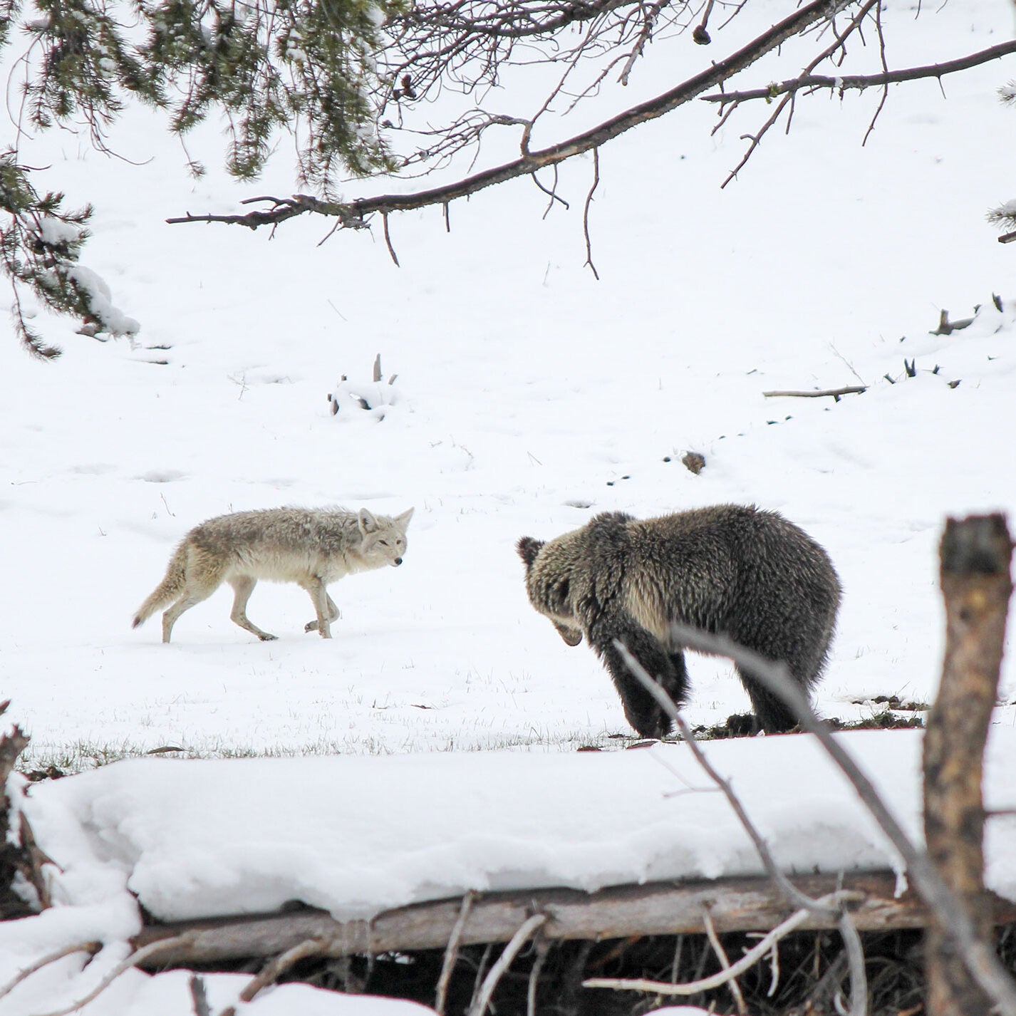 Grizzly bear watches a gray wolf in Yellowstone National Park.