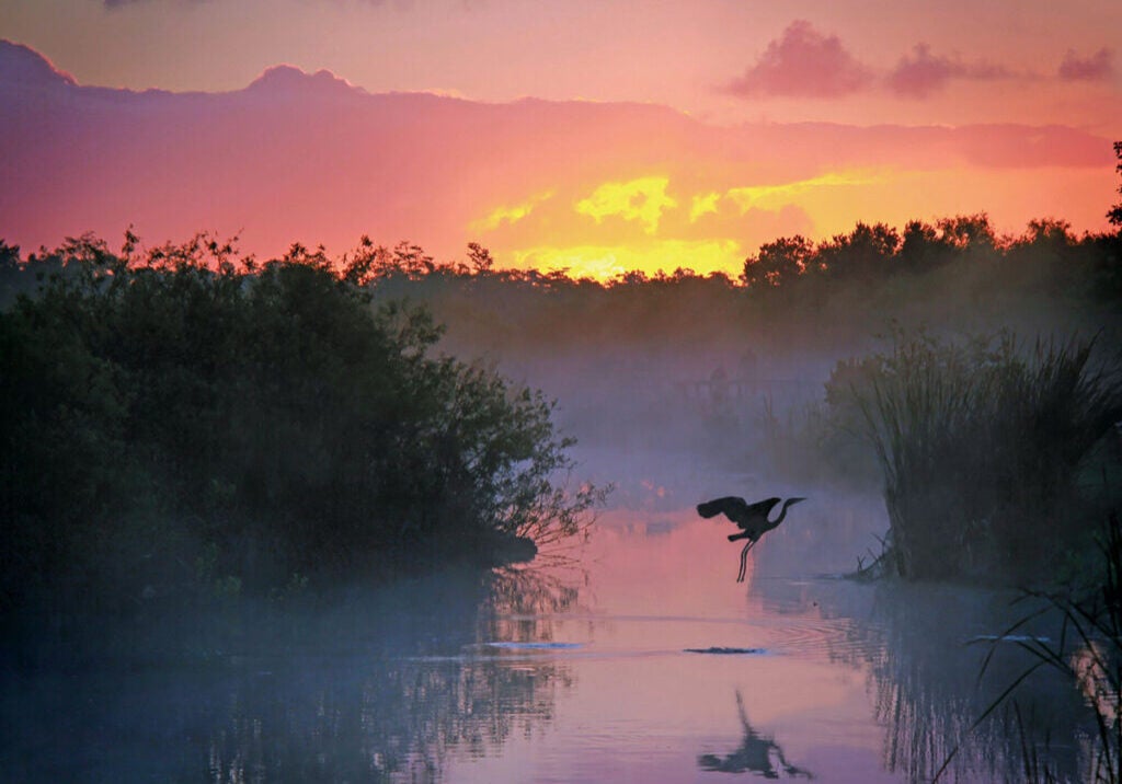 A heron takes flight over wetlands in the Everglades in Florida.