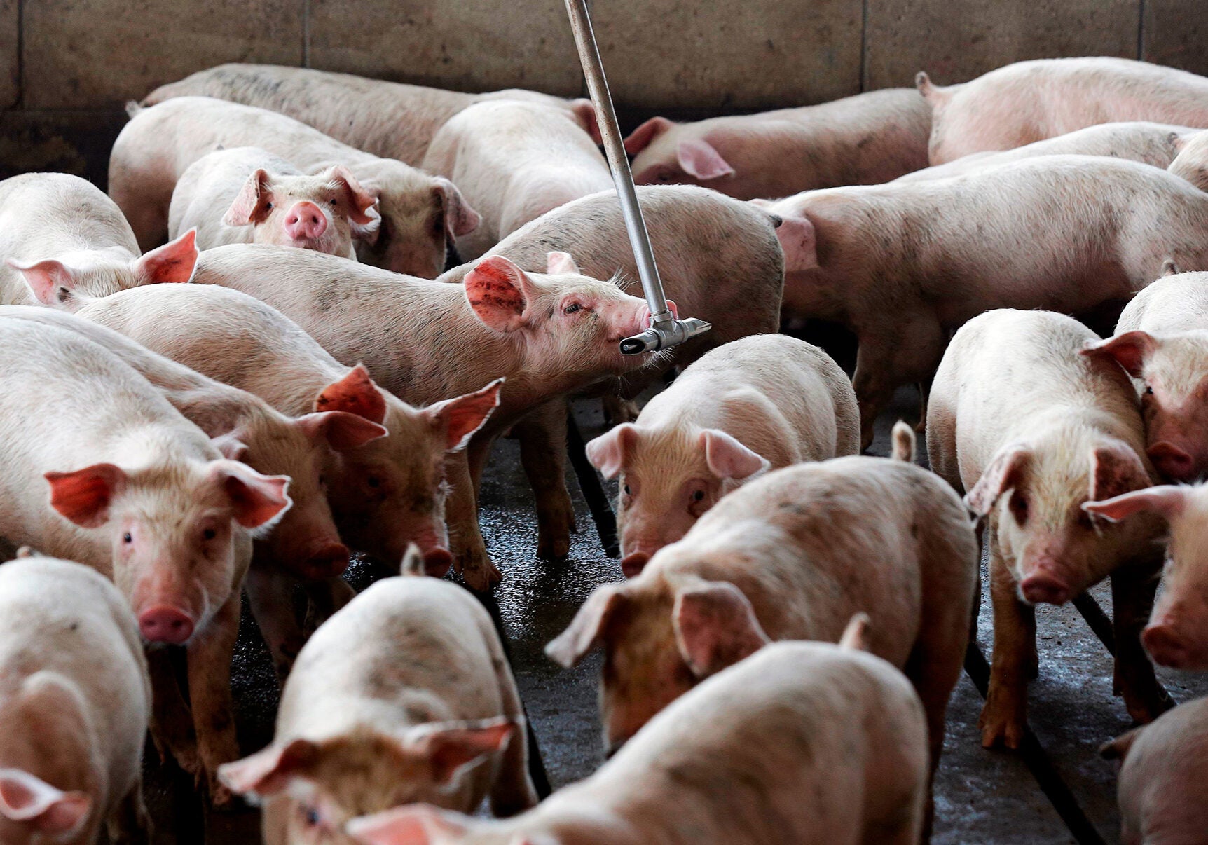 Young Hogs Many young hogs are standing, crowded in an interior room. The young hog in the center sniffs at a long metal pole that descends from the ceiling.