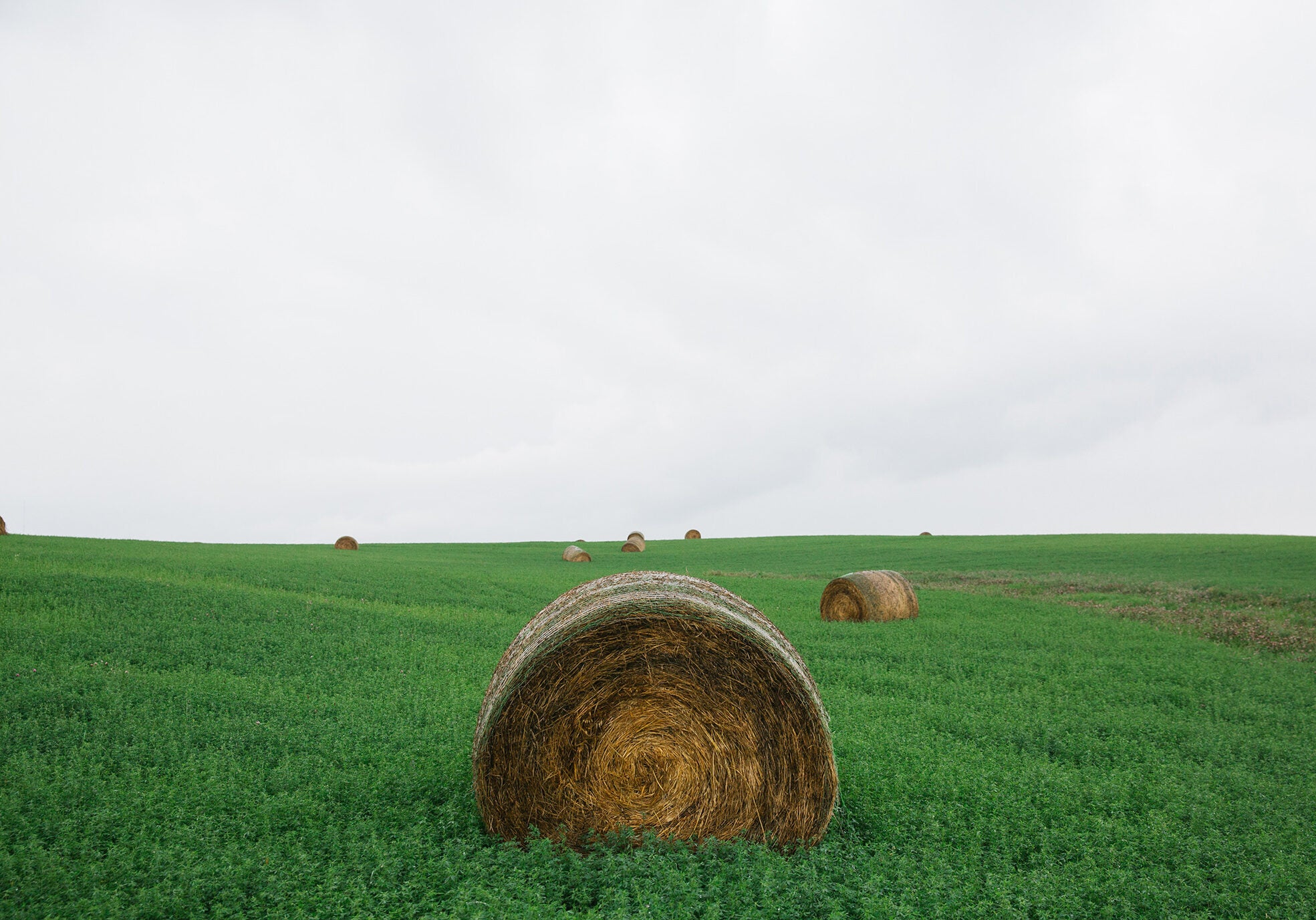 Hay Bale Rounds Hay bale rounds in green field on a farm near Clarinda in southwest Iowa.