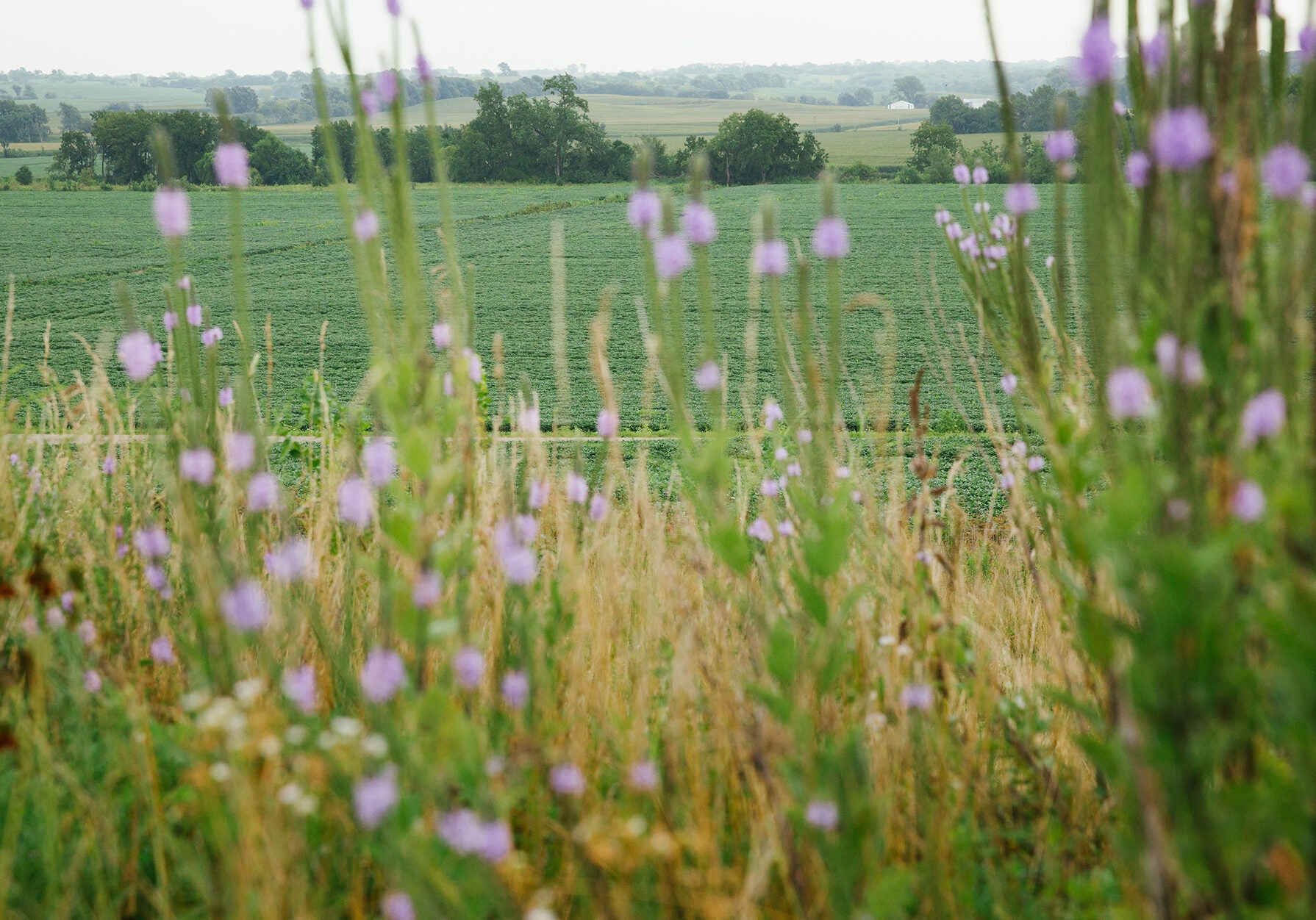 Native Prairie Grasses A view through tall green plants with pink flowers onto a green farm field,