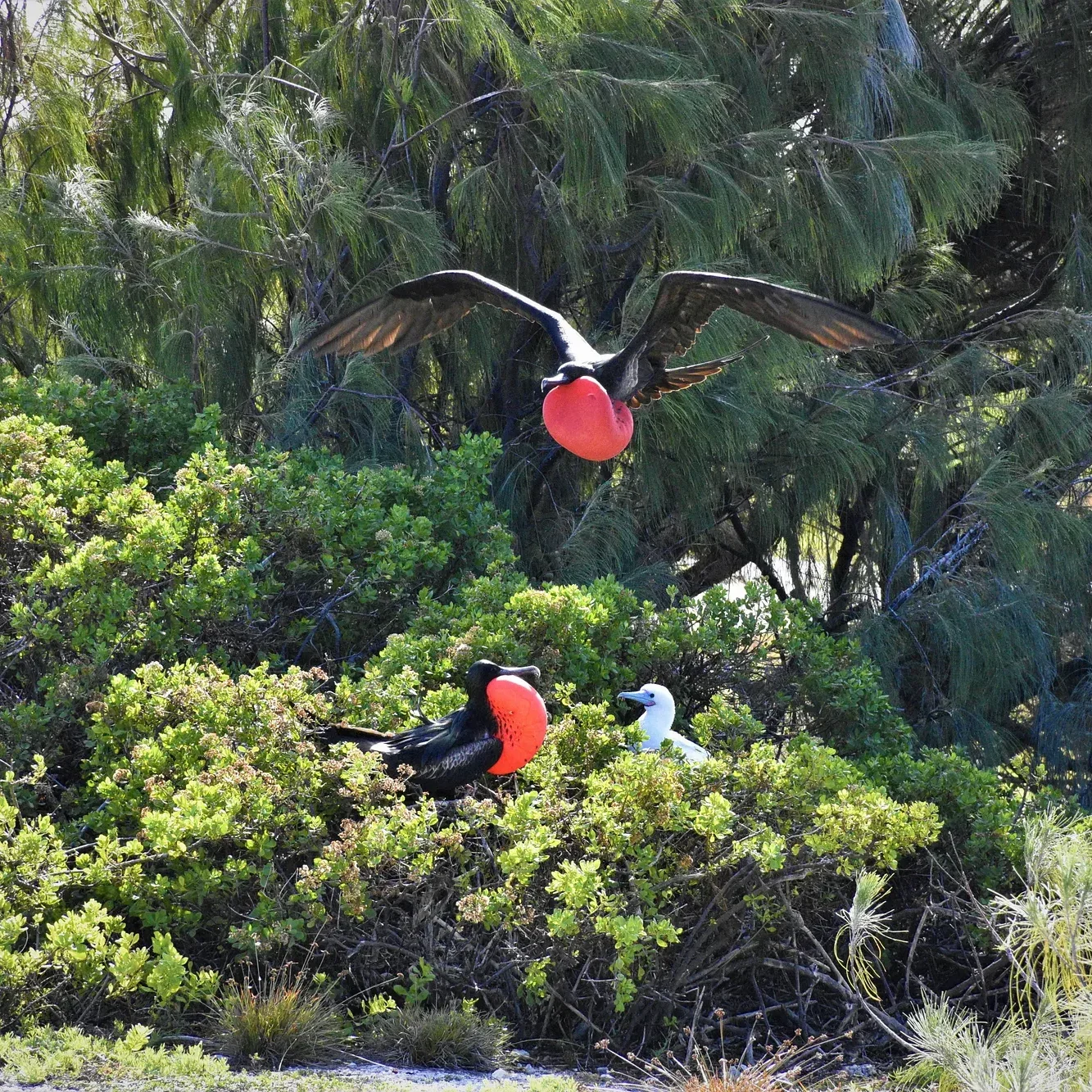 johnston-atoll_ivan-vicente-fws Great frigatebirds and red-footed boobies are among the most common seabirds who nest at Johnston Atoll National Wildlife Refuge in the Pacific Islands Heritage Marine National Monument.