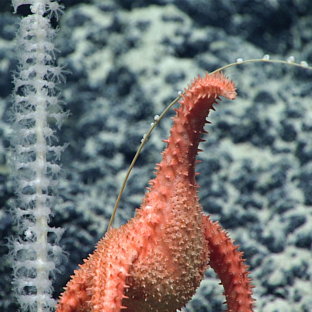 Johnston Atoll: Sea Star and Bamboo Coral A sea star (Evoplosoma sp.) has eaten the right side of a bamboo coral (Calcaxonia, Primnoidae), on “Pierpoint” Seamount in the Johnston Atoll Unit of the Pacific Islands Heritage Marine National Monument.
