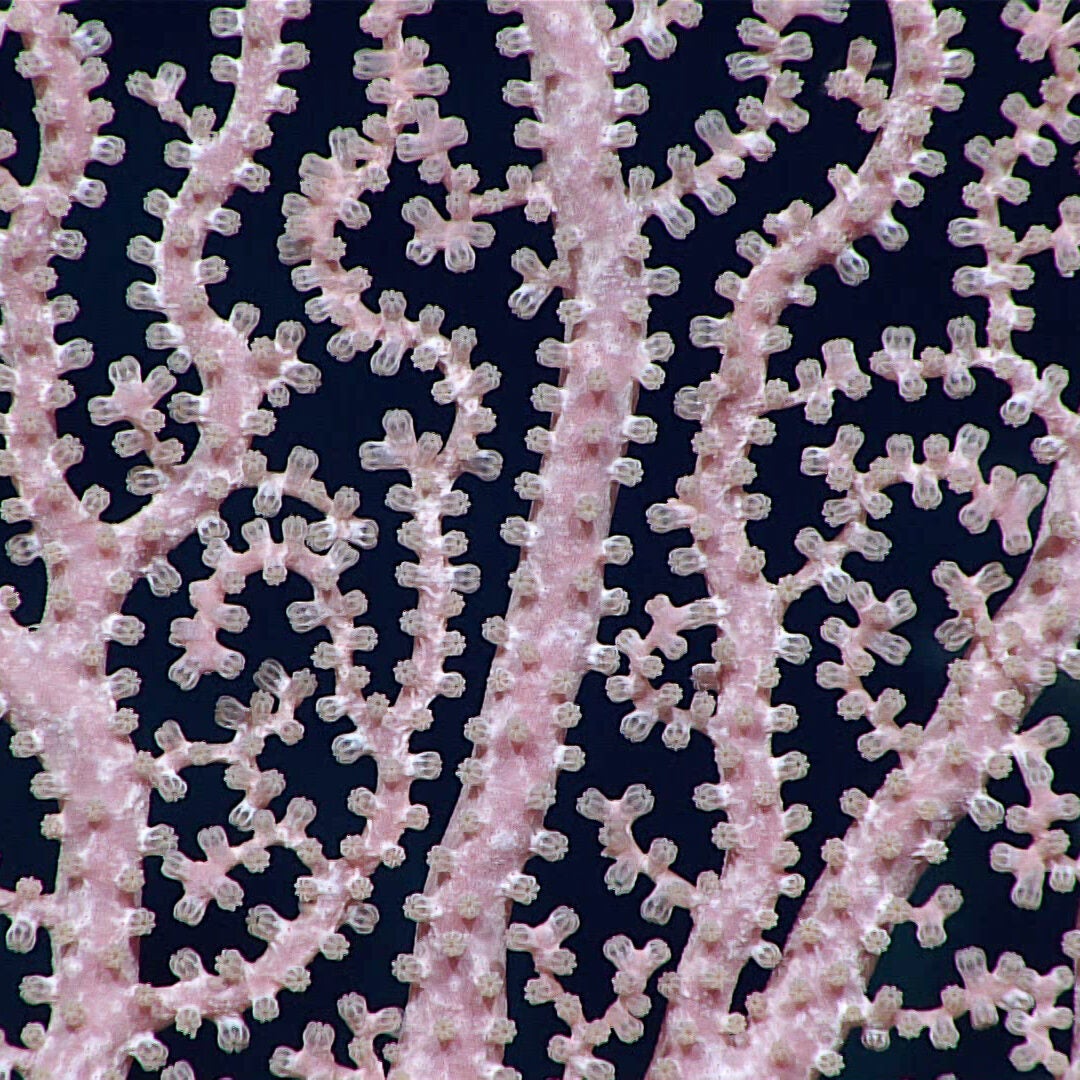 Pink precious Hemicorallium Pink precious Hemicorallium in the family Coralliidae with most of its tentacles drawn in, seen in the waters in and near the Pacific Islands Heritage Marine National Monument.