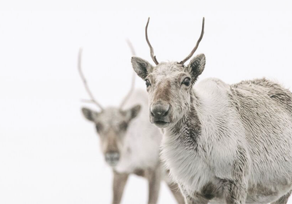 Kiliii arctic - Two caribou