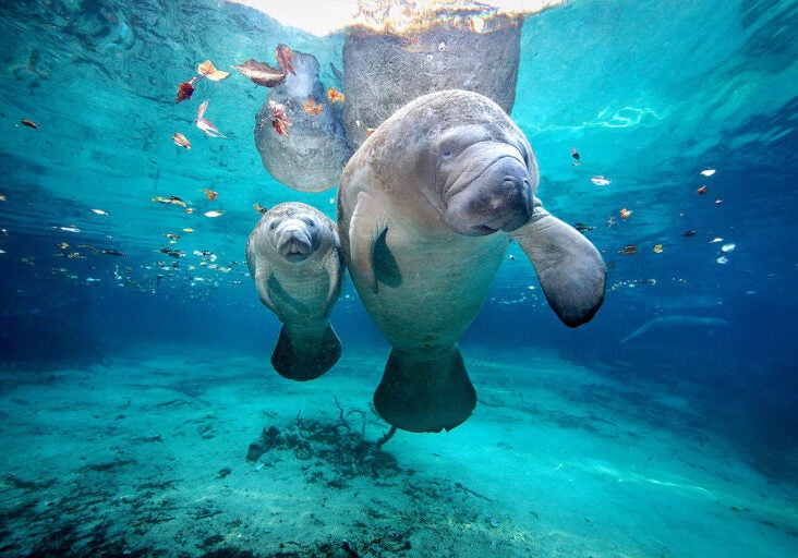 A manatee calf with its mother at Three Sisters Springs in Florida.