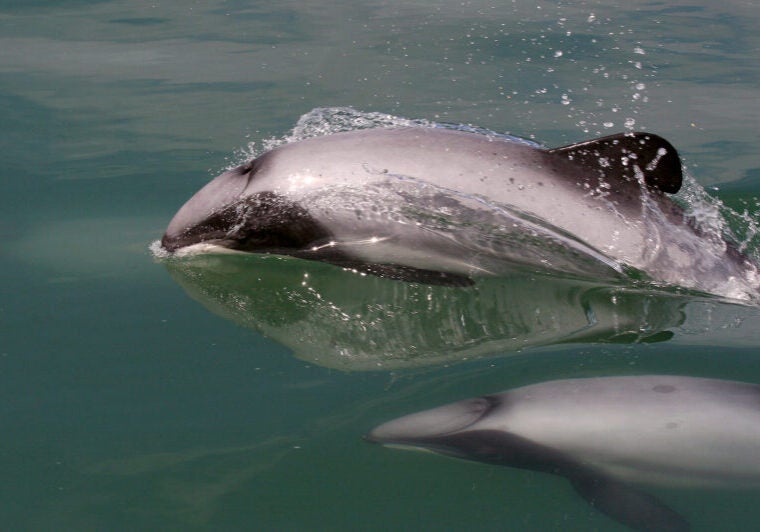 A gray dolphin breaks the surface of the water as another swims next to it.