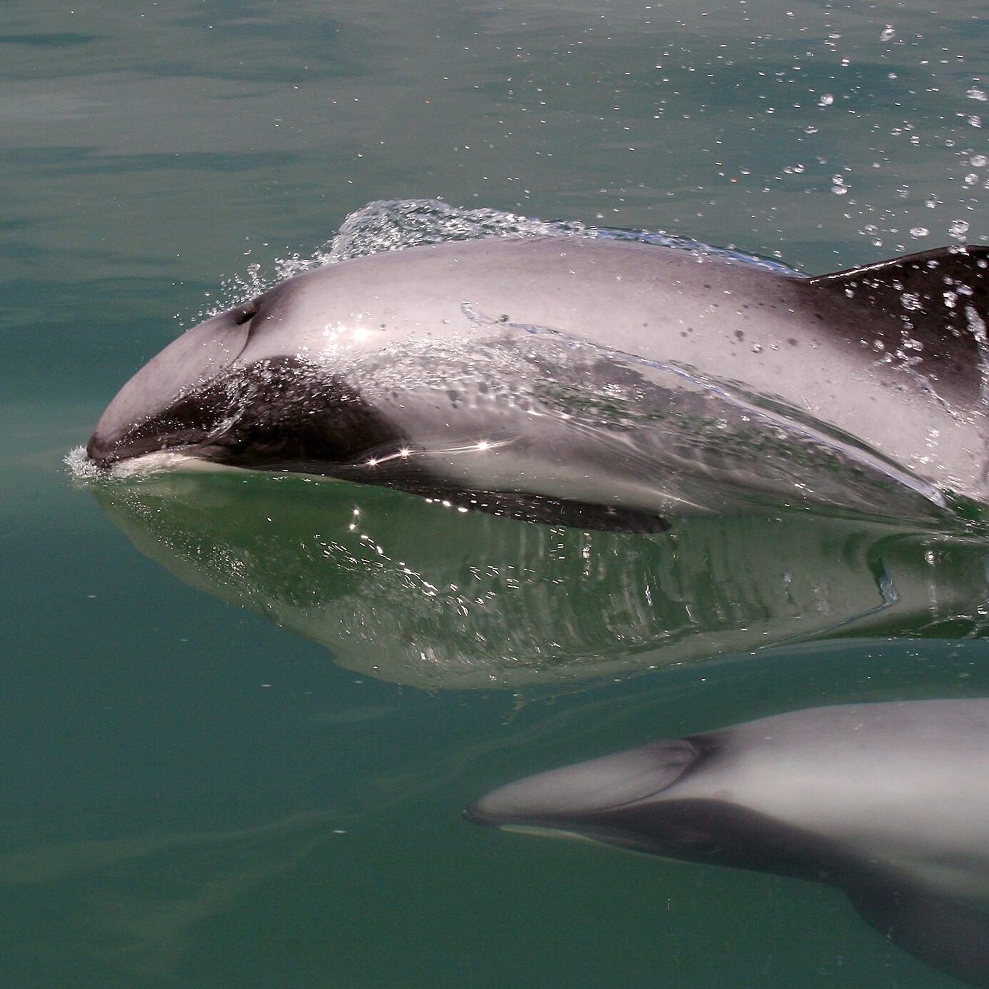 A gray dolphin breaks the surface of the water as another swims next to it.
