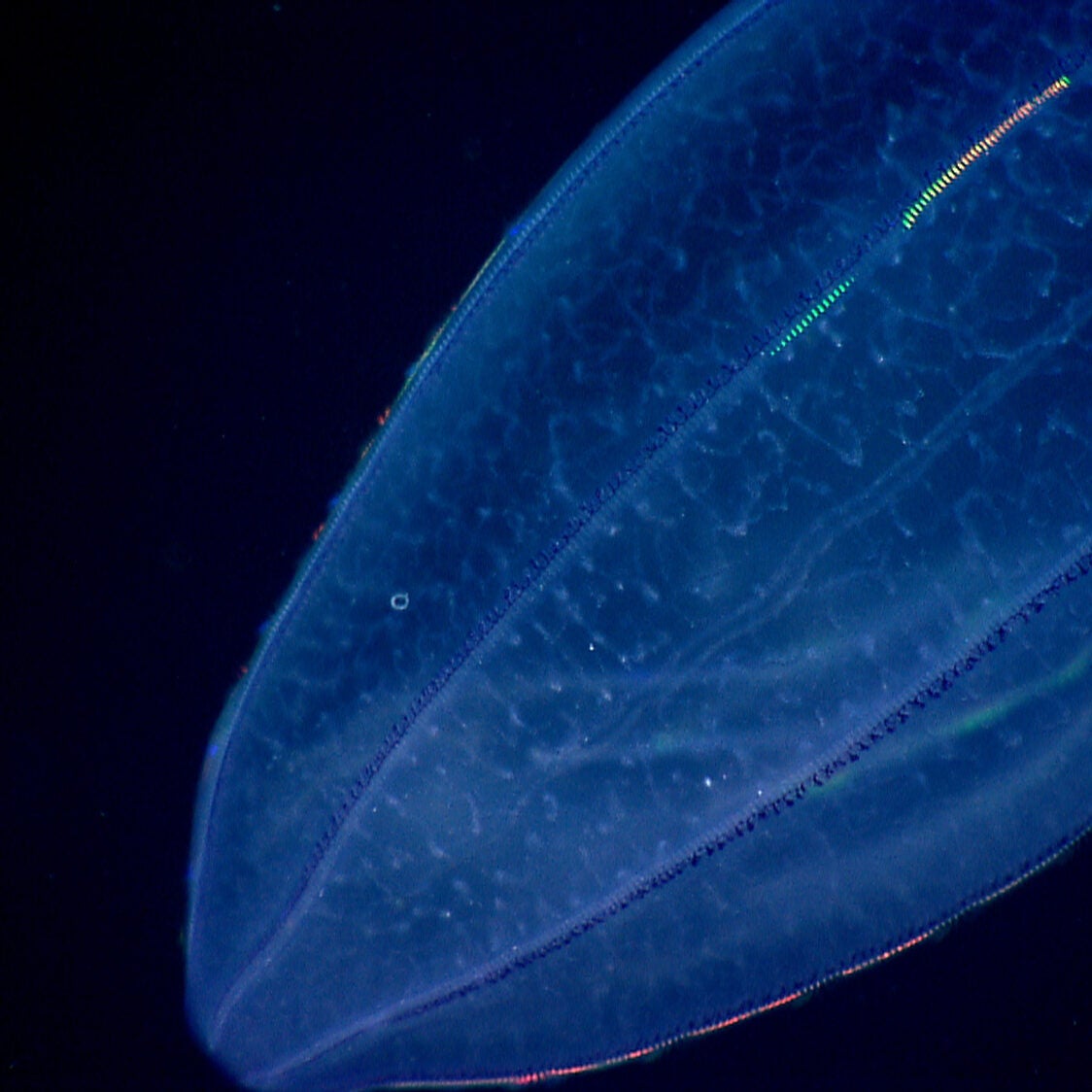 A brightly lit blue, slightly see-through oval-shaped creature is framed against the black deep ocean. Rainbow-colored lights are visible along lines that segment the creature from one end to the other.