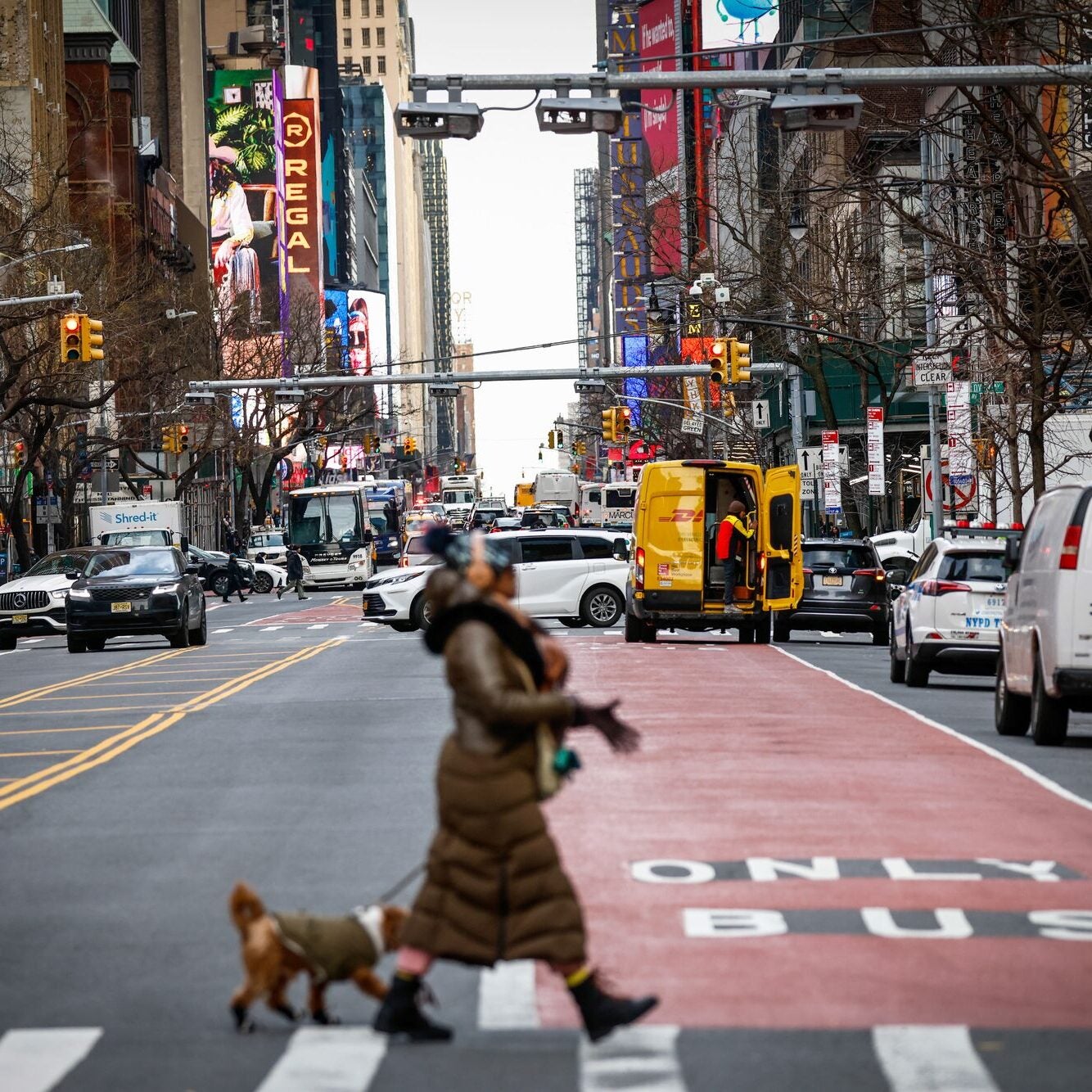 A woman bundled up in a long, brown puffy coat walks in a crosswalk across a street. A small terrier dog wearing a sweater trots along after her. A red-striped bus lane stretches into the distance perpendicular to the crosswalk.