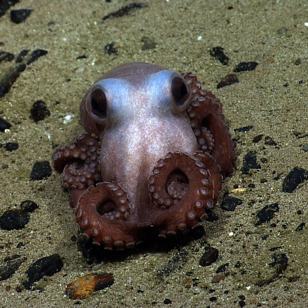 A dusky purple octopus with large eyes and tentacles curled up around itself sites on the ocean floor.
