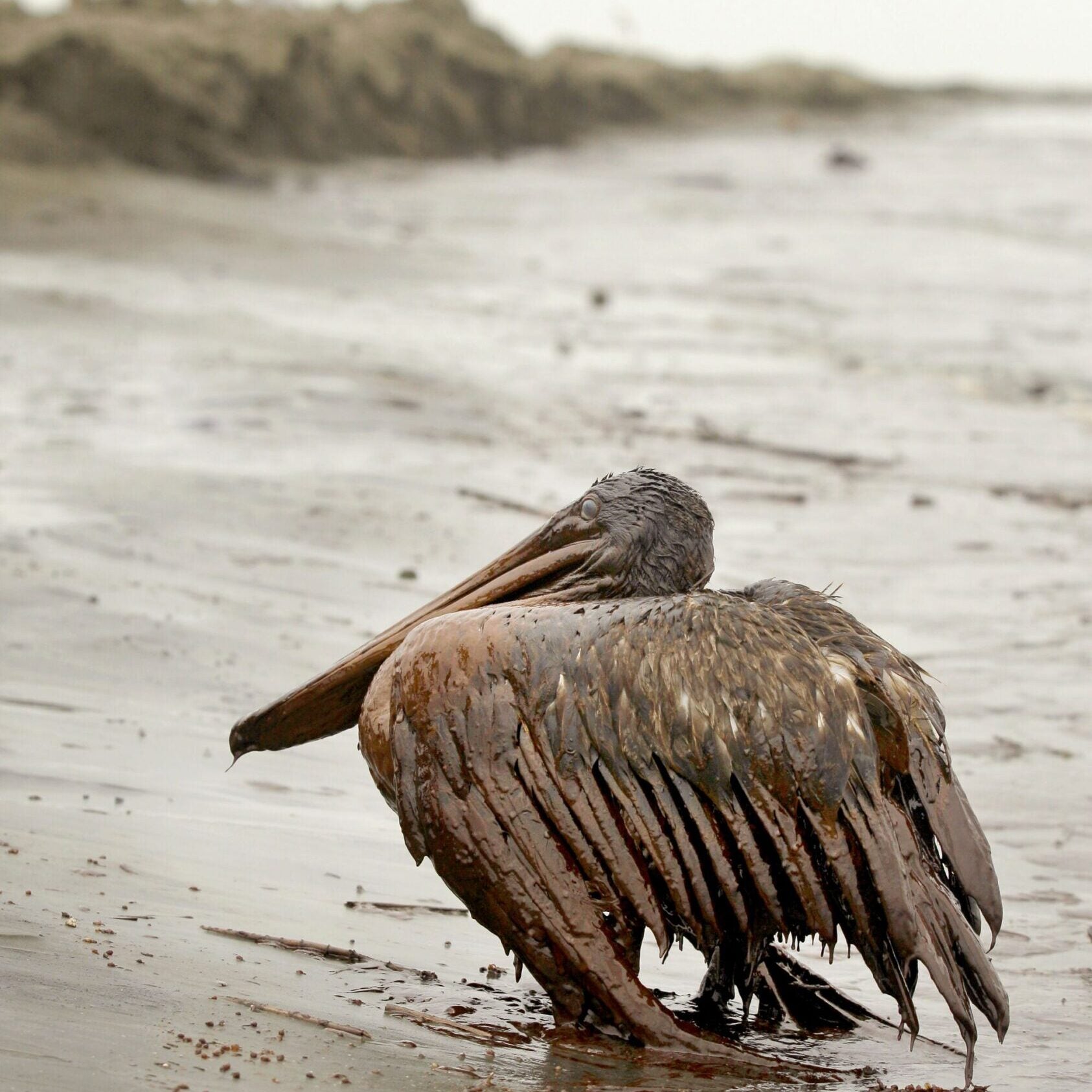 A brown pelican covered in oil sits on the Louisiana coast in June 2010. Oil from the Deepwater Horizon has affected wildlife throughout the Gulf of Mexico.