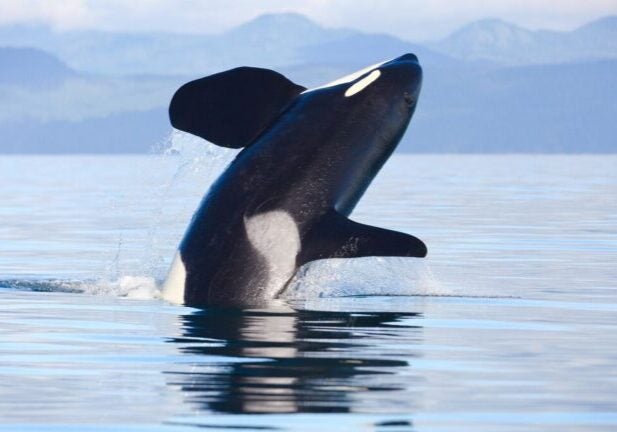 An orca breaching in the Salish Sea with mountains in the background.