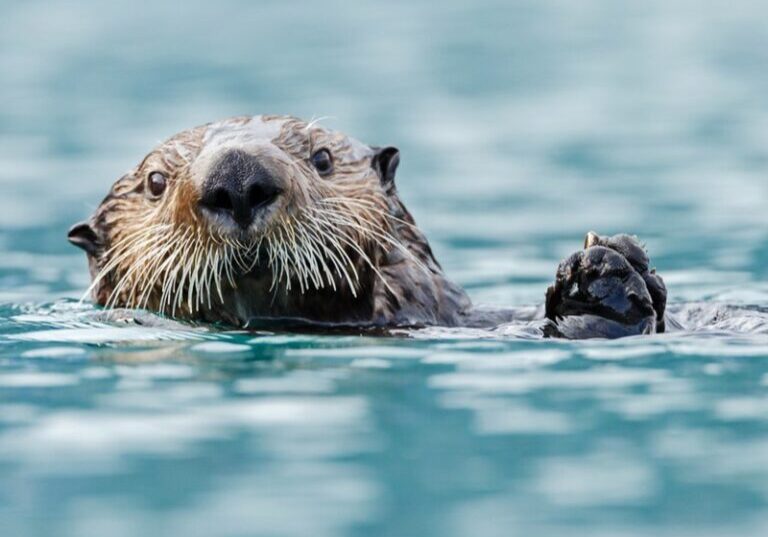 A California sea otter floats on its back in the ocean, looking towards you, with paws clasped together and slightly raised above the water's surface.
