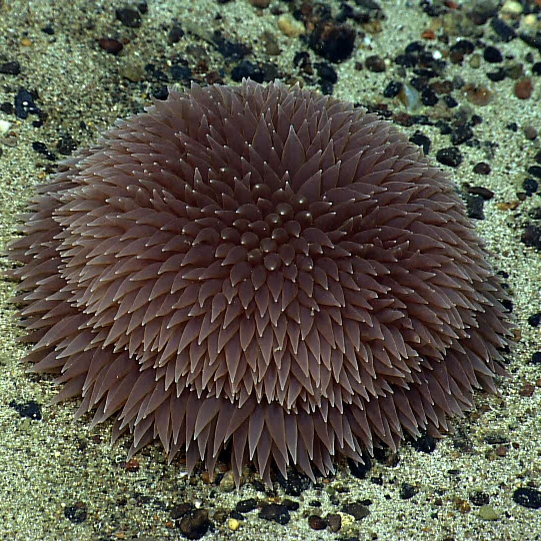 A dark brown, semi-spherical animal with hundreds of soft-looking tentacles radiating out from its center lies on the ocean floor. The tip of each tentacle are white and almost seem to glow.