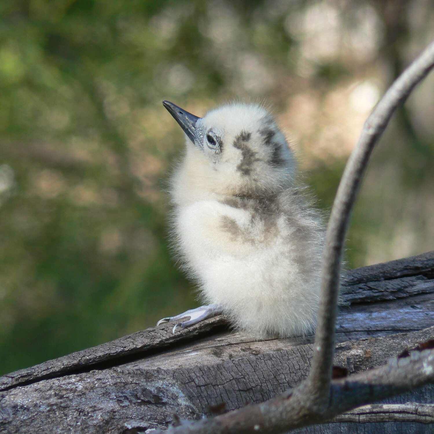 pih-white-tern-chick-johnston-atoll-nwr_fws White tern chick at Johnston Atoll NWR.