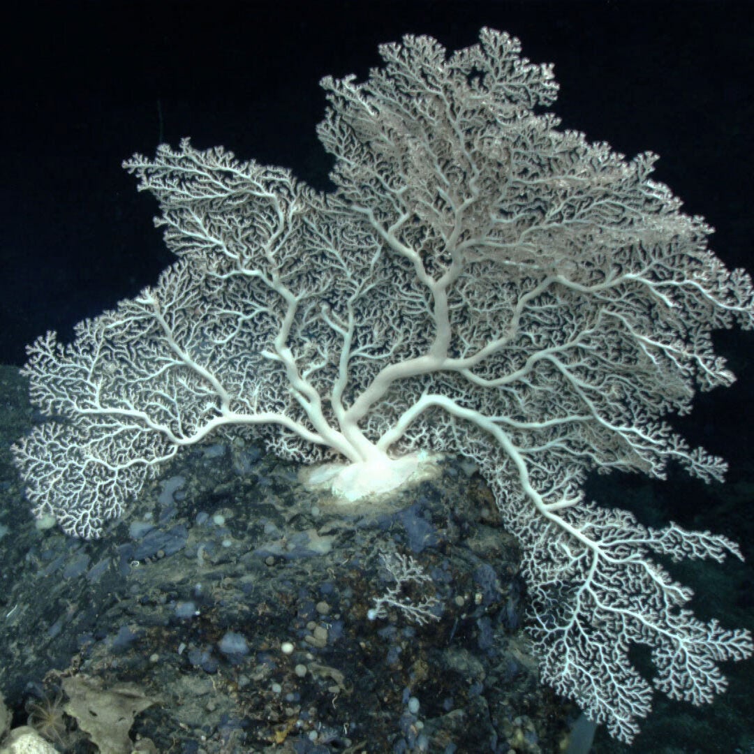 A fan-like white coral with thin, delicate branches growing from larger, thicker branches, is anchored onto a large rock in the deep sea.