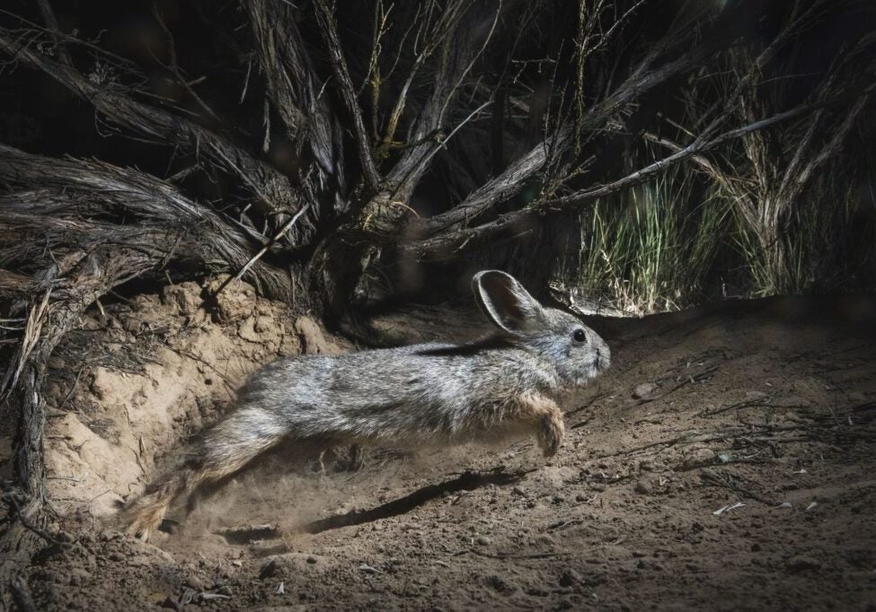 A pygmy rabbit is in mid-leap towards the right, its body outstretched. The rabbit is outdoors, in low, sparse brush. The rabbit is mostly dusky grayish colored, with large ears and its large paws a light brown. A spotlight from the camera trap lights up the rabbit. Darkness encroaches on the edges of the photo.