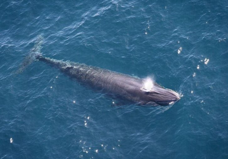 A Gulf of Mexico Rice’s whale – one of the world’s rarest whales– in the western Gulf of Mexico, observed by aerial survey in 2024.
