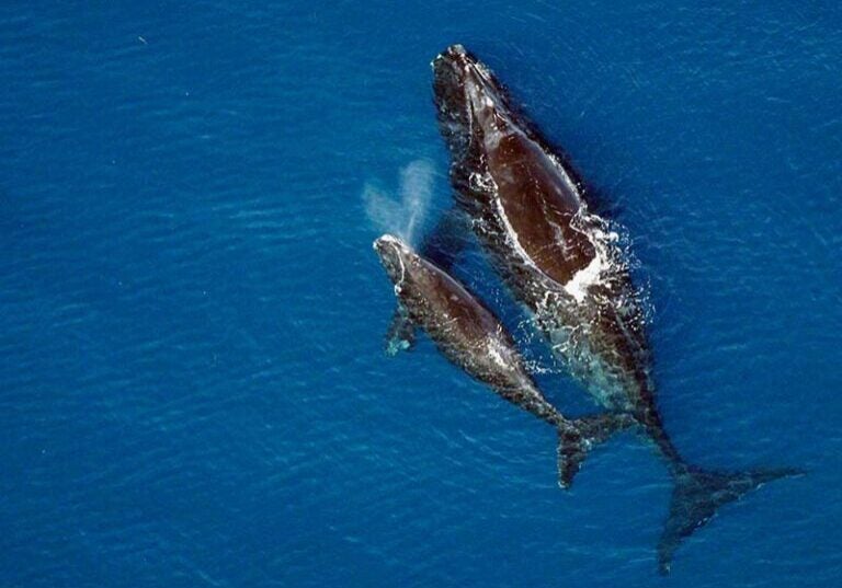 A North Atlantic right whale swims with its calf.