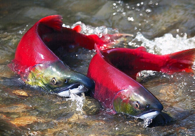 Sockeye salmon make their way back up a river in the Pacific Northwest to spawn.