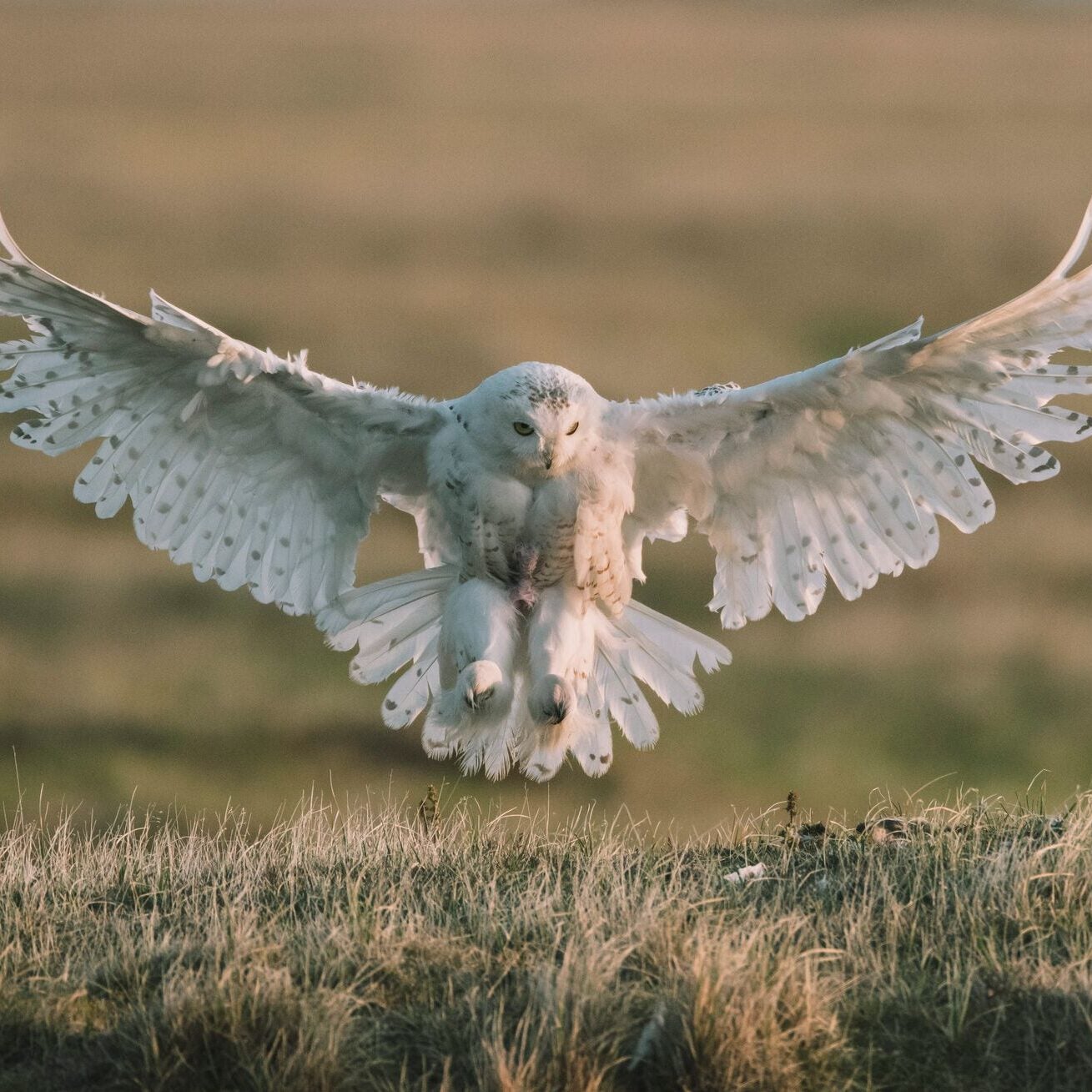 A female snowy owl returns to her nest at Teshekpuk Lake in the midnight sun.