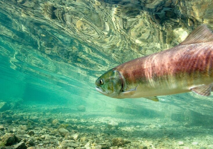 A sockeye salmon (Oncorhynchus nerka) in Little Redfish Lake Creek, Sawtooth National Recreation Area, Idaho.